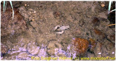 Echt oder nur aus Plastik? Scherz oder Wahrheit?