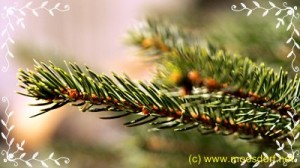 Tannenbaum_Entsorgung