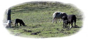 Schwarze_Schafe
