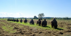 Aufgestelltes-Heu (1 von 1)