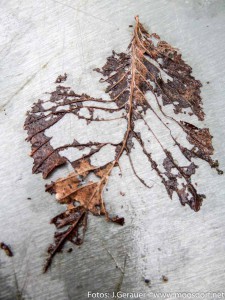 Allerheiligen (2 von 3)