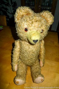 Teddy (1 von 1)