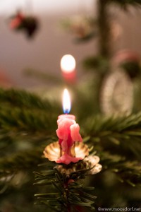 Kerzenbaum (2 von 5)