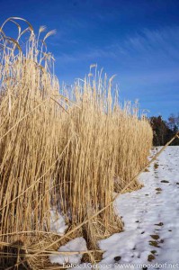 Blond_Winterfelder (2 von 10)