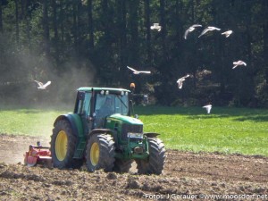 Umschwärmt (1 von 6)