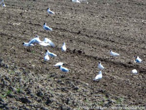 Umschwärmt (2 von 6)