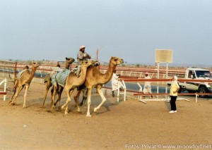 Kamelrennen003