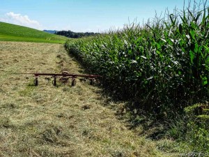 Weg zu Erntedank (17 von 18)