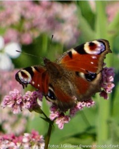 Blumenwiese rosa weiß (10 von 10)