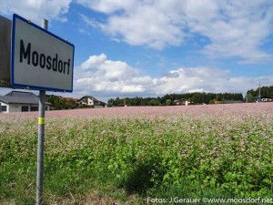 Blumenwiese rosa weiß (5 von 10)