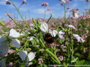 Blumenwiese rosa weiß (8 von 10)