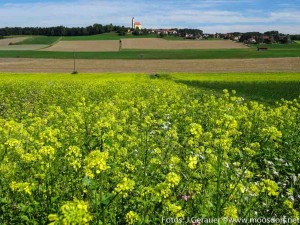 Moosdorf in Gelb (7 von 8)