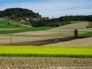 Moosdorf in Gelb (8 von 8)