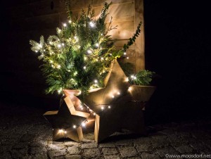 Sterne-Zachbauer (1 von 1)