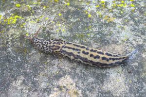 Tigerschnecke (1 von 2)