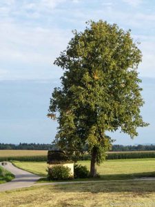 Grafenkapelle-Weichsee (8 von 10)