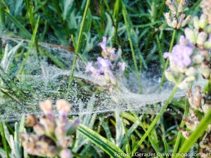 Altweibersommer - Fotos von Josef Gerauer