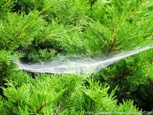 Altweibersommer - Fotos von Josef Gerauer