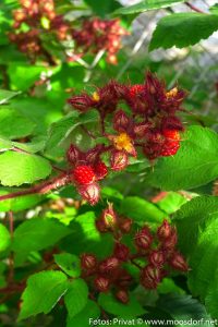 Die japanische Weinbeere am Strauch