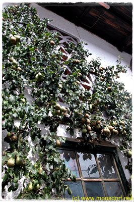 Hoffest_Leopolder_011_4k