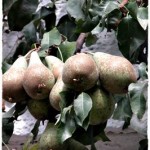 Hoffest Leopolder 012 4k