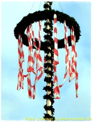 Maibaum Mühlbachstr JG 013 4k