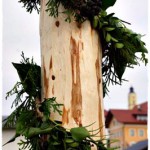Maibaum Mühlbachstr JG 015 4k