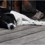 Wolfersberger Garten intern Fest (8 von 13)