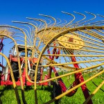 Gras Wiese (1 von 2)