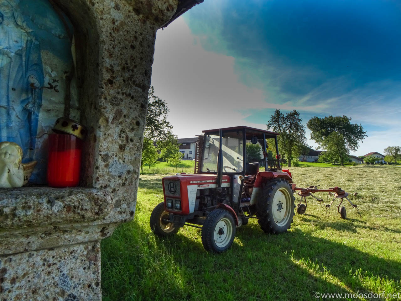 Gras Wiese (10 von 11)