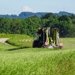 Gras Wiese (2 von 11)