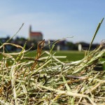 Gras Wiese (2 von 2)