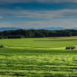 Gras Wiese (3 von 11)