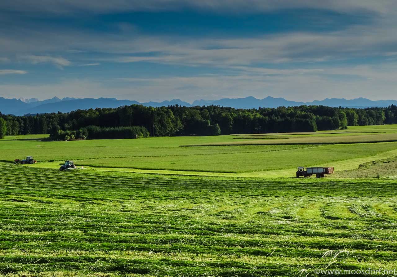 Gras Wiese (3 von 11)