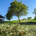 Gras Wiese (6 von 11)