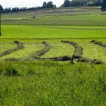 Gras Wiese (9 von 11)