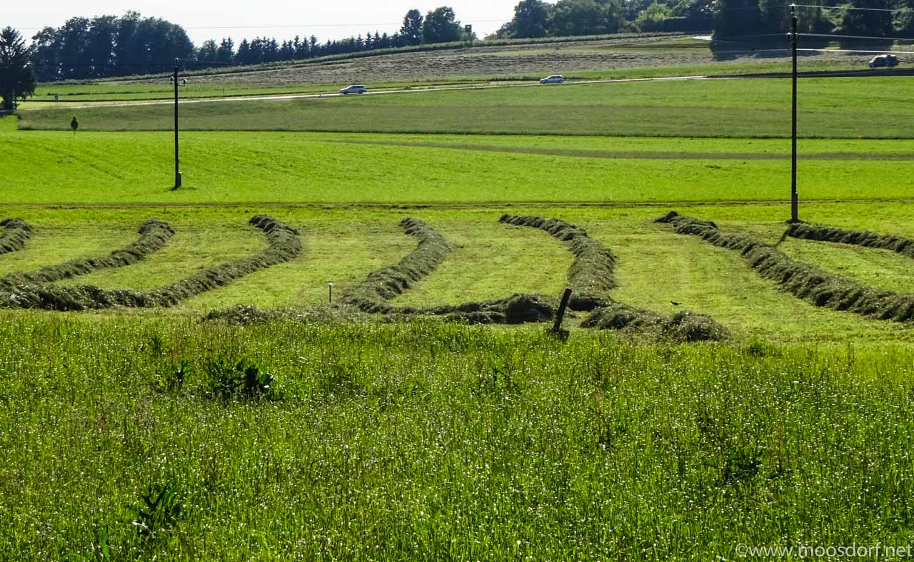 Gras Wiese (9 von 11)