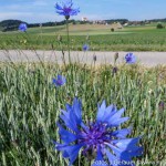 Moosdorf Sommer JG (1 von 7)