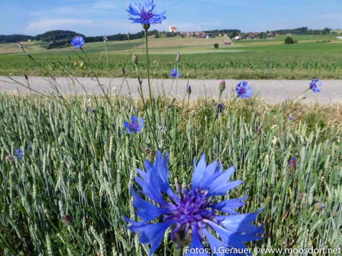 Moosdorf Sommer JG (1 von 7)