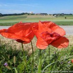 Moosdorf Sommer JG (2 von 7)