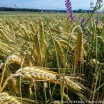 Moosdorf Sommer JG (3 von 7)