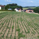 Moosdorf Sommer JG (5 von 7)