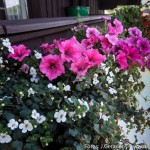 Moosdorf Sommer JG (6 von 7)