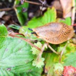 Schnecken by Josef (1 von 6)