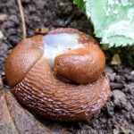 Schnecken by Josef (2 von 6)