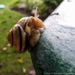 Schnecken by Josef (3 von 6)