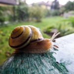 Schnecken by Josef (4 von 6)