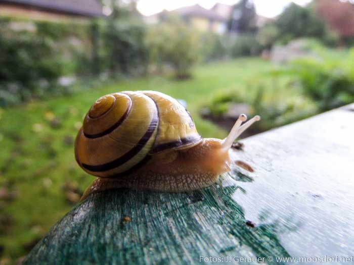 Schnecken by Josef (4 von 6)