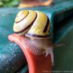 Schnecken by Josef (5 von 6)