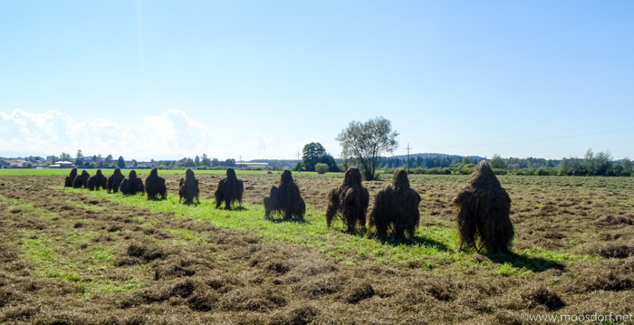 Aufgestelltes Heu (1 von 1)